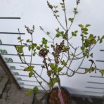 Orgován (Syringa) ´JOSEE´ - výška 80-100 cm, kont. C7L - NA KMIENKU